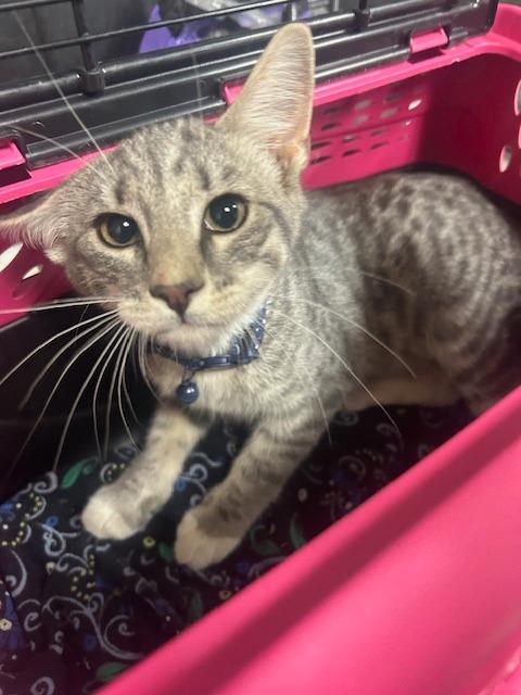 Enlarge Peter, a Adoptable mixed breed in Rock Springs, WY image 3/3