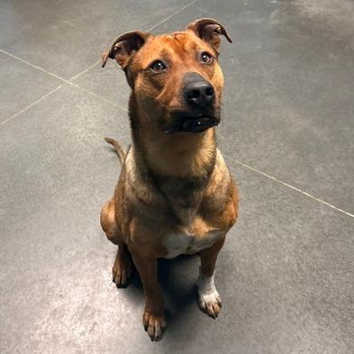 Enlarge Rosco, a Adoptable mixed breed in Idaho Falls, ID image 1/6