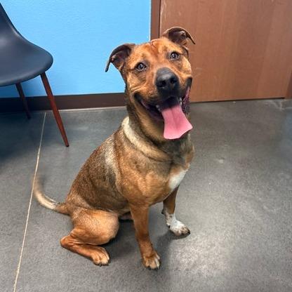Enlarge Rosco, a Adoptable mixed breed in Idaho Falls, ID image 2/6