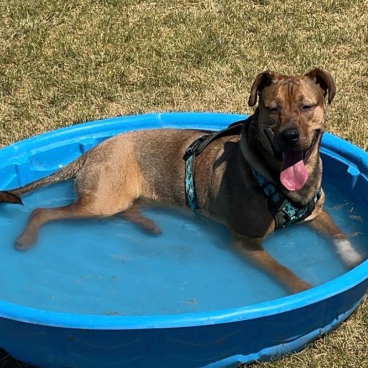 Enlarge Rosco, a Adoptable mixed breed in Idaho Falls, ID image 3/6