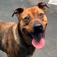 Enlarge Rosco, a Adoptable mixed breed in Idaho Falls, ID image 4/6