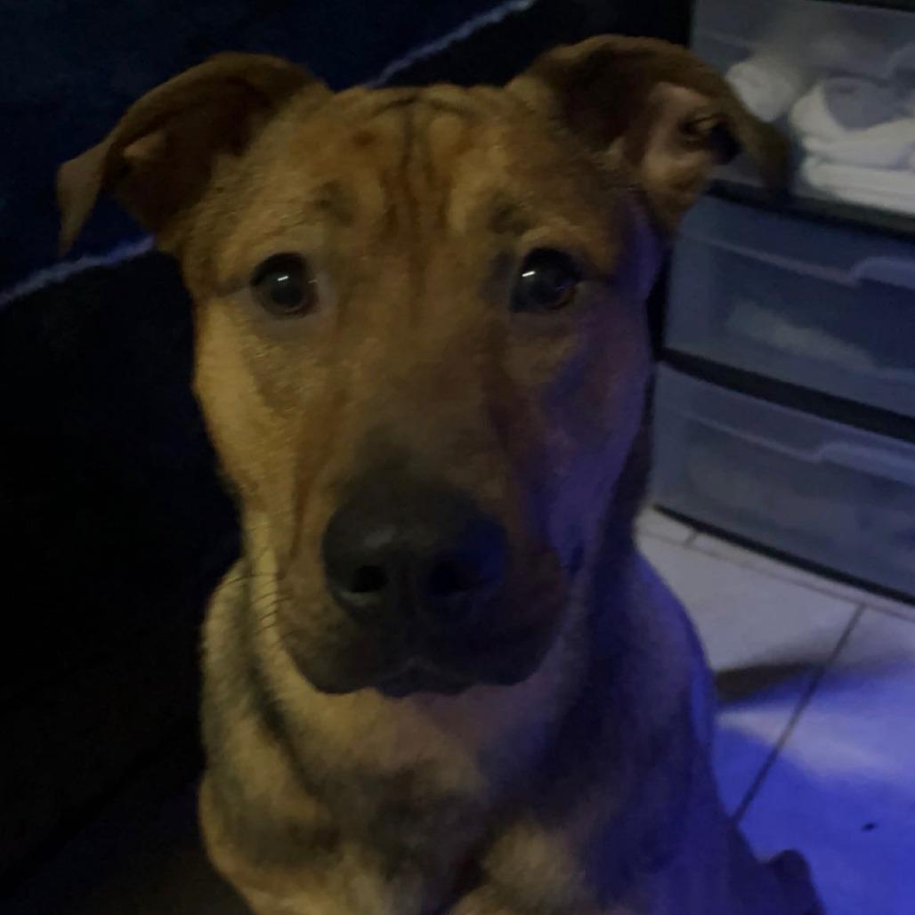 Enlarge Rosco, a Adoptable mixed breed in Idaho Falls, ID image 5/6