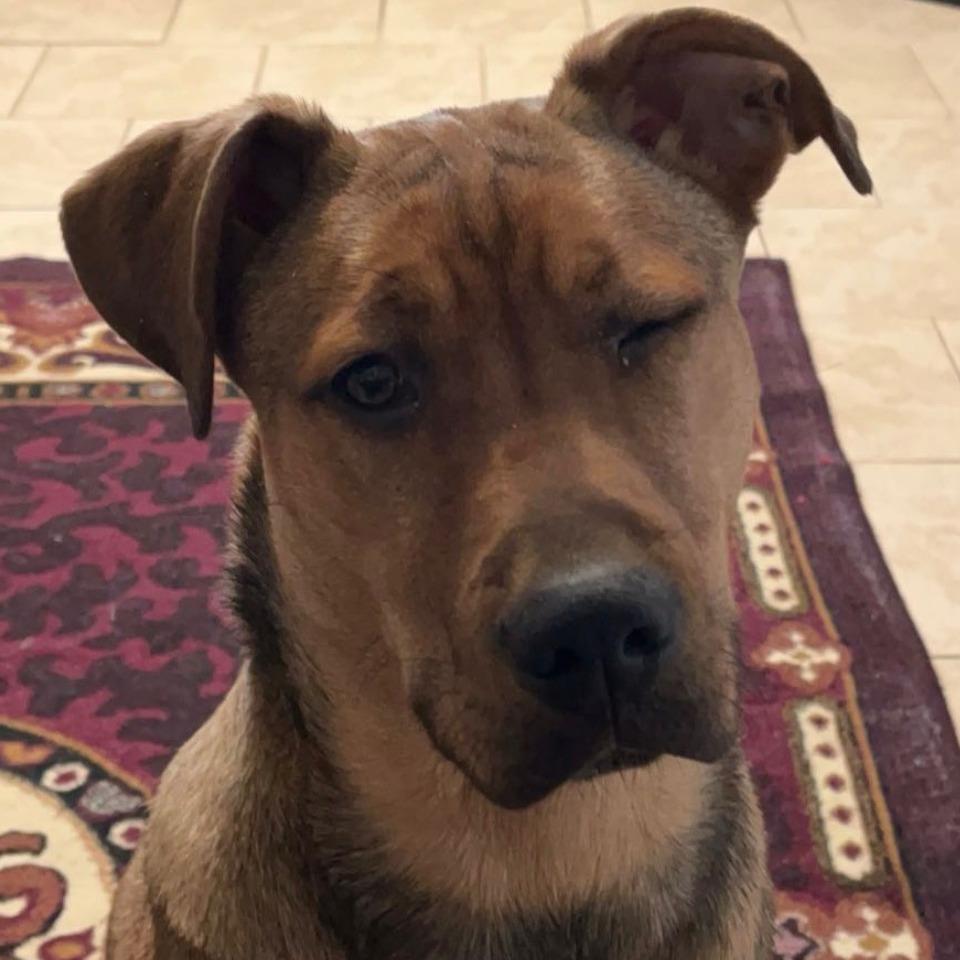 Enlarge Rosco, a Adoptable mixed breed in Idaho Falls, ID image 6/6