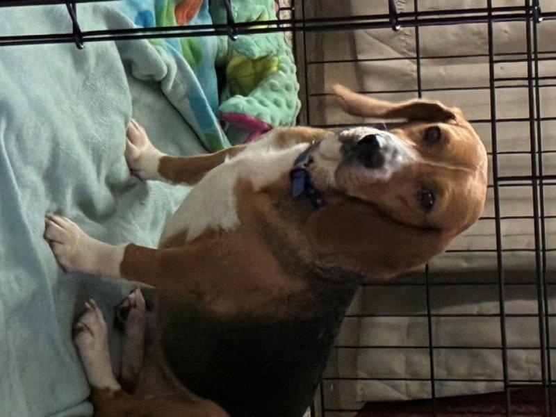 Enlarge Dixie  *Adoption Pending*, a Adopted mixed breed in Fairfax, VA image 1/1