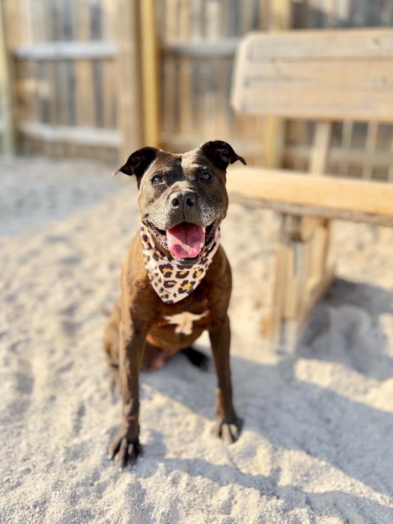 Tammy, Adoptable, Adult Female Mixed Breed.