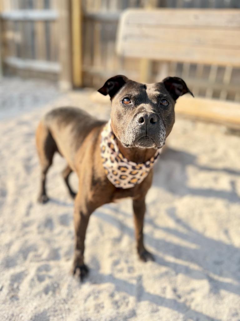 Enlarge Tammy, a Adoptable Mixed Breed in Muskegon, MI image 2/3