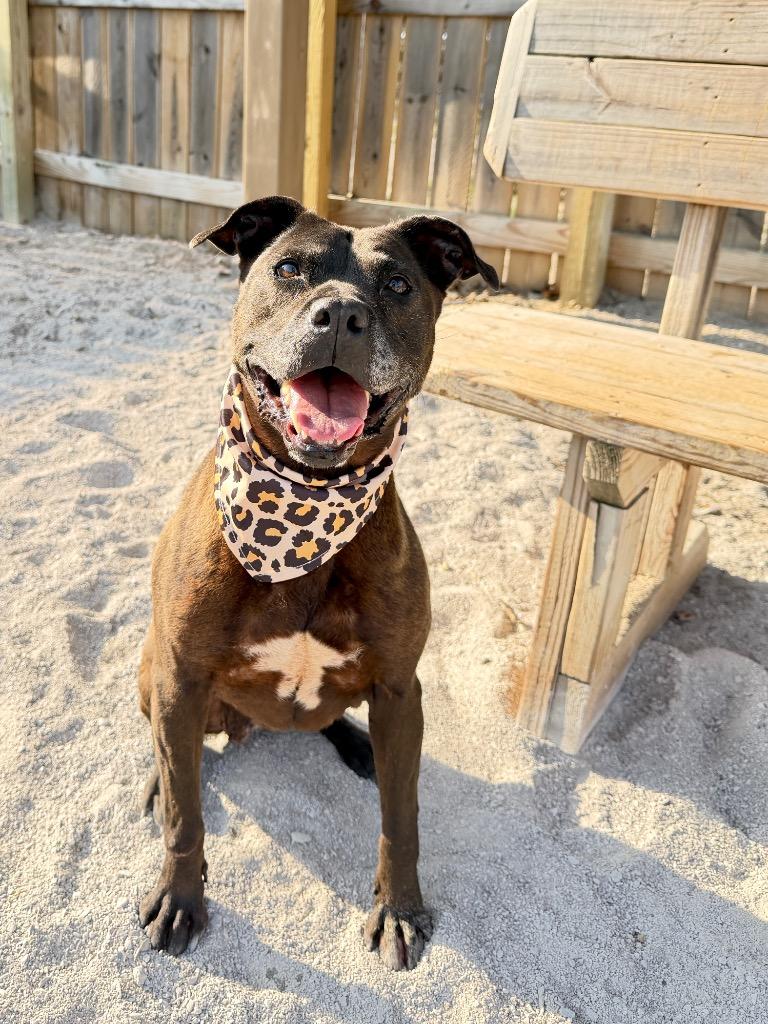 Enlarge Tammy, a Adoptable Mixed Breed in Muskegon, MI image 3/3