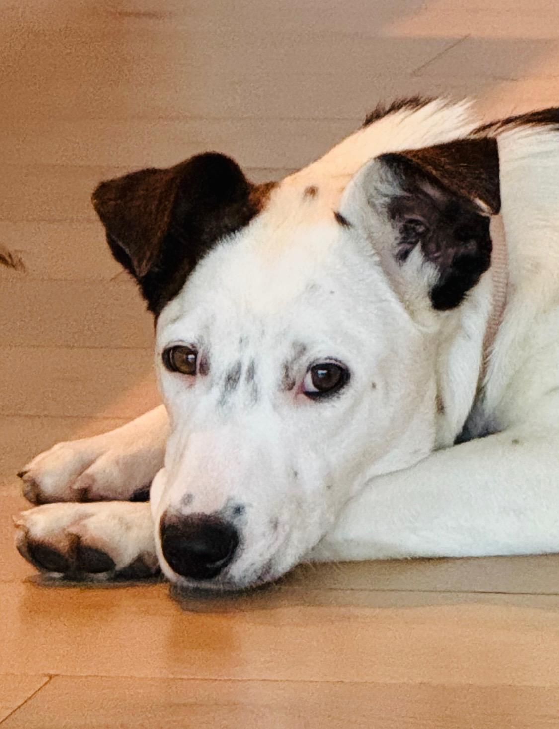 Gorgeous Gracee - Cattle Dog Mix, Adoptable, Adult Female Cattle Dog.