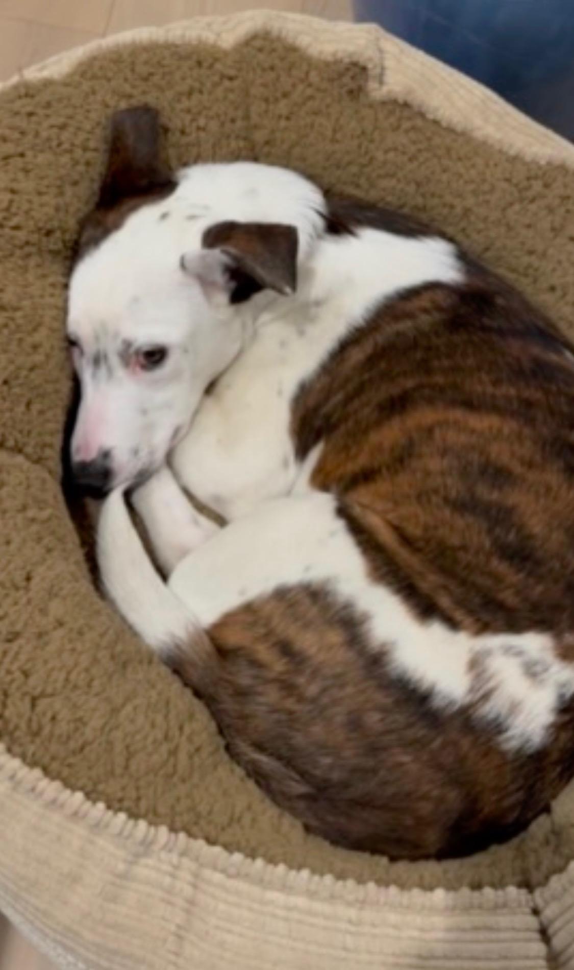 Gorgeous Gracee - Cattle Dog Mix, a Adoptable mixed breed in Encino, CA image 2/5