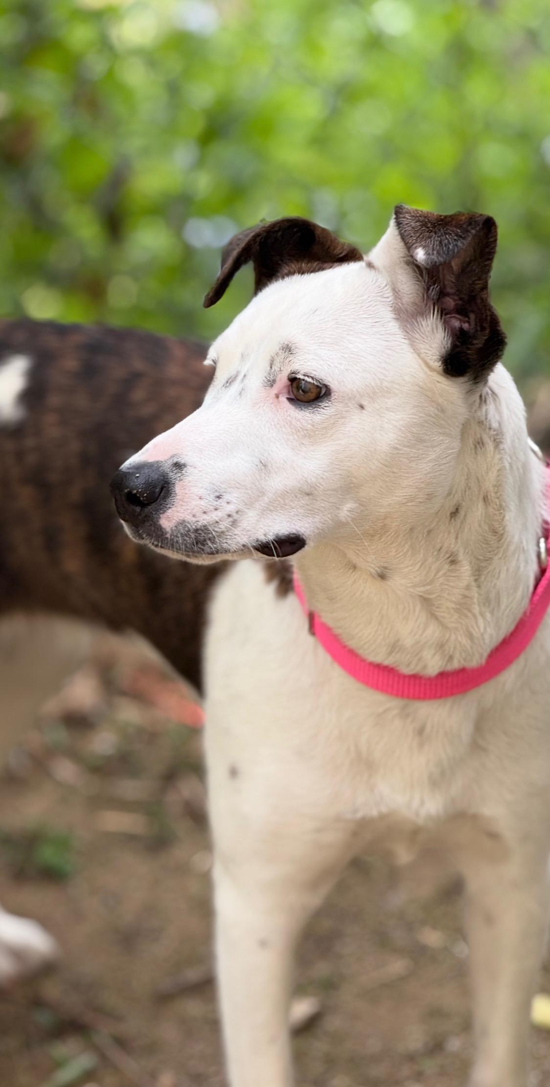 Gorgeous Gracee - Cattle Dog Mix, Adoptable, Adult Female Cattle Dog.