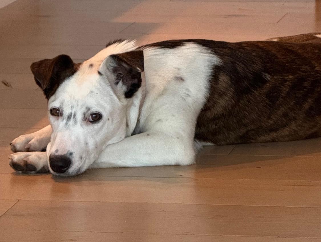 Gorgeous Gracee - Cattle Dog Mix, a Adoptable mixed breed in Encino, CA image 4/5