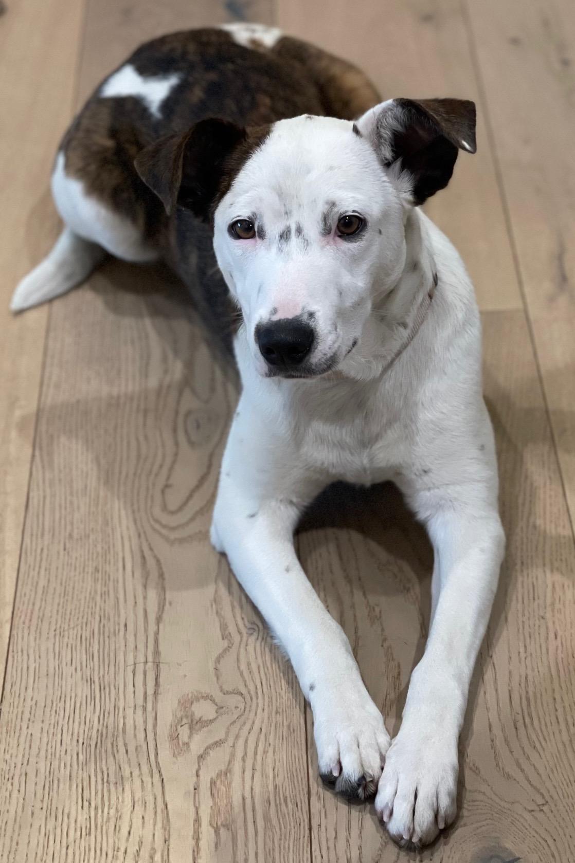 Gorgeous Gracee - Cattle Dog Mix, a Adoptable mixed breed in Encino, CA image 5/5