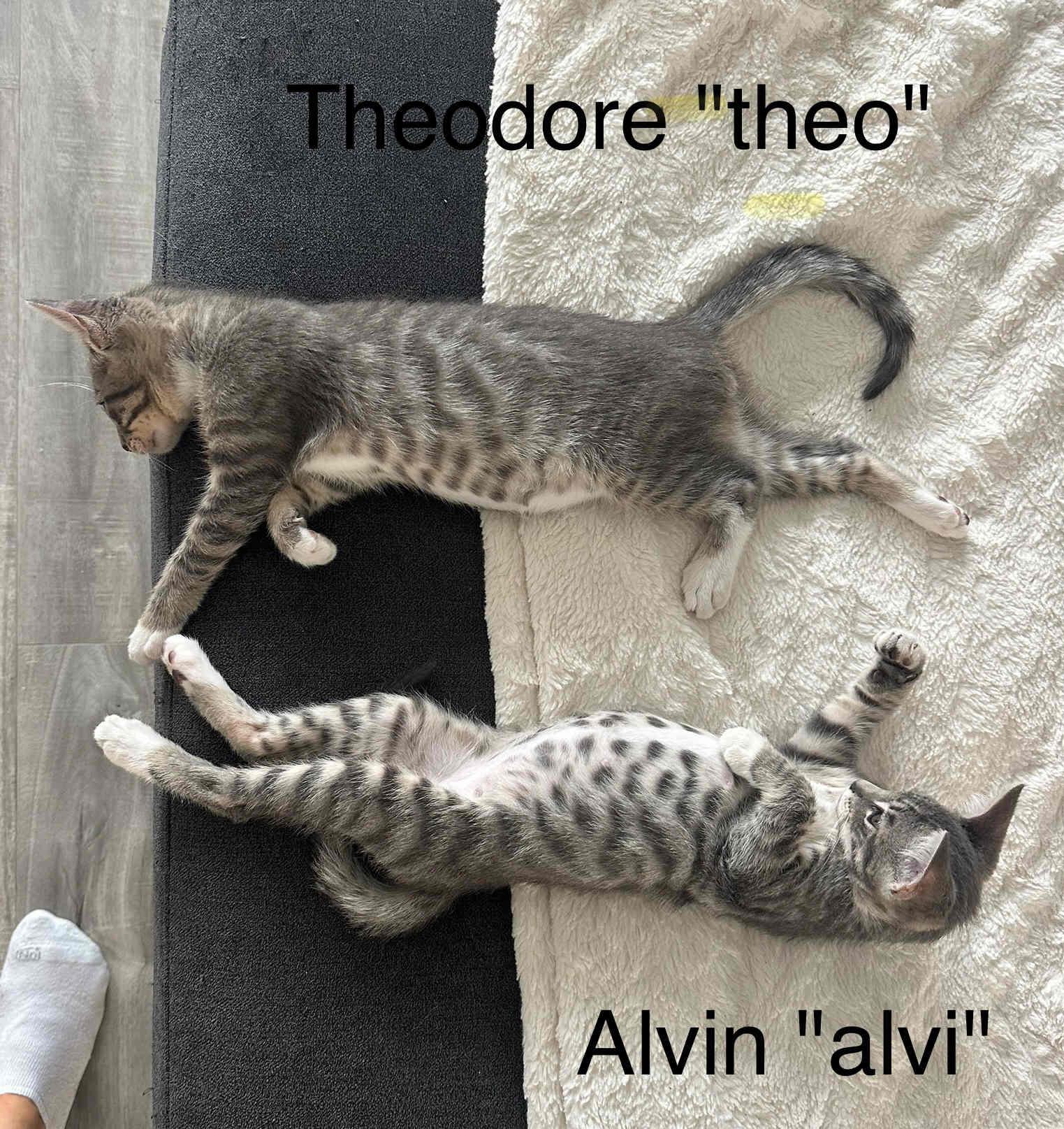 The TABS, Adopted, Kitten Male Tabby & Domestic Short Hair.