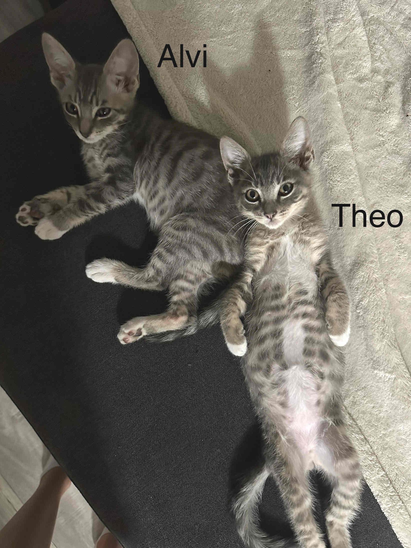 Enlarge The TABS, a Adopted mixed breed in Venice, CA image 2/3