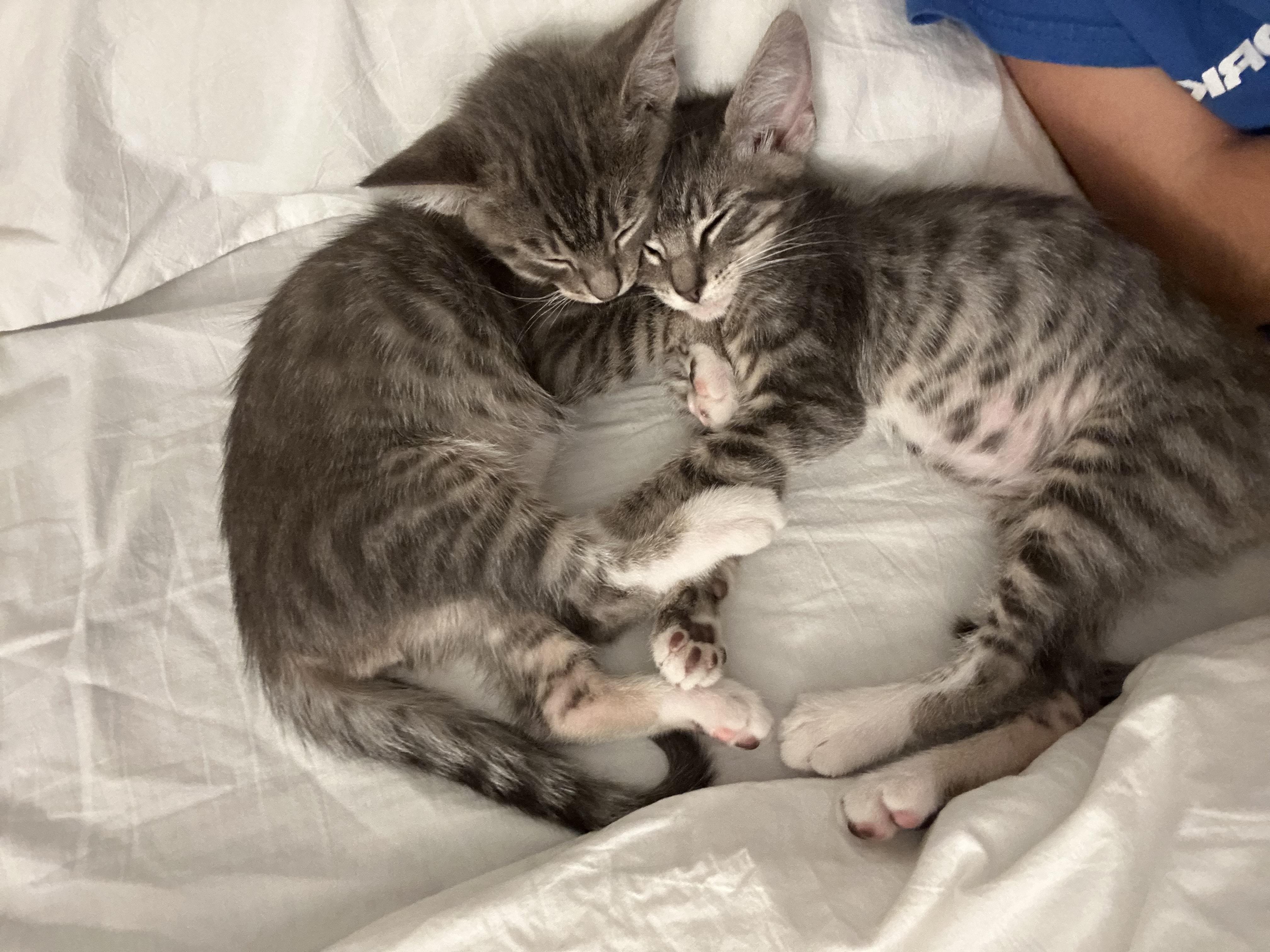 Enlarge The TABS, a Adopted mixed breed in Venice, CA image 3/3