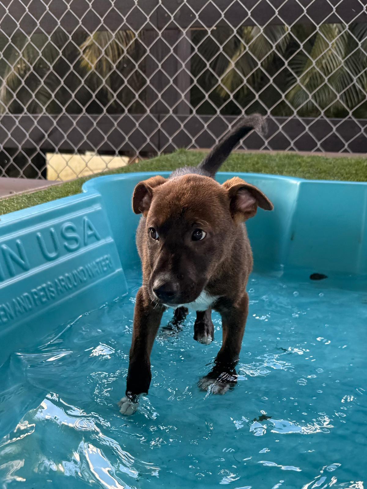 Enlarge Paxon, a Adoptable mixed breed in Brooklyn, NY image 4/4