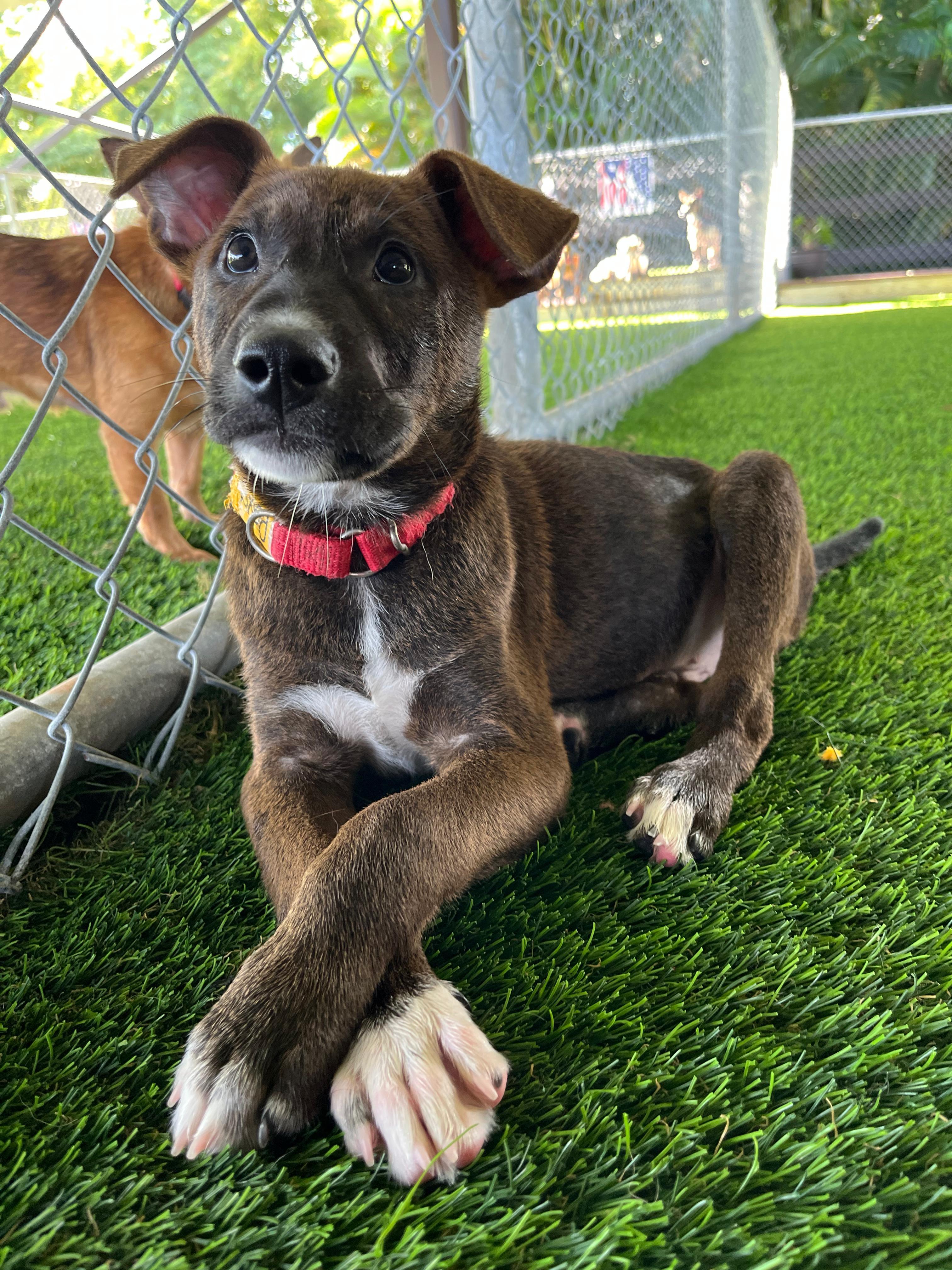 Enlarge Paxon, a Adoptable mixed breed in Brooklyn, NY image 2/4
