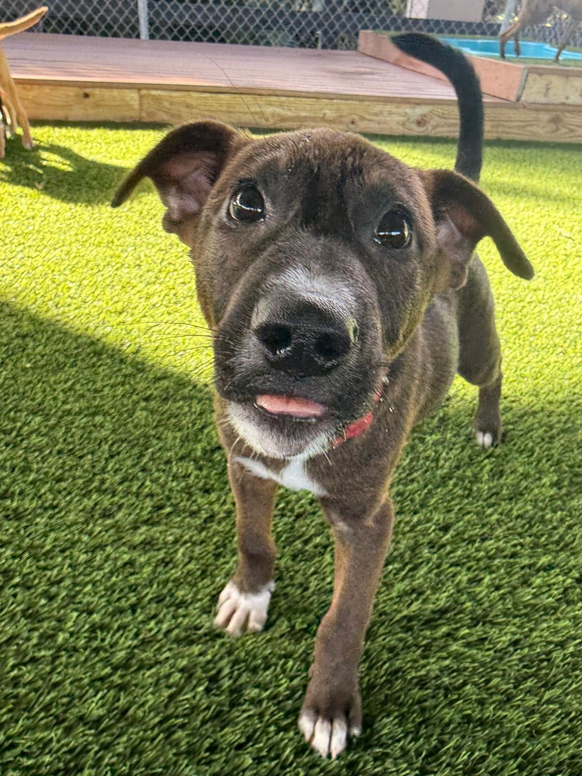 Enlarge Paxon, a Adoptable mixed breed in Brooklyn, NY image 1/4