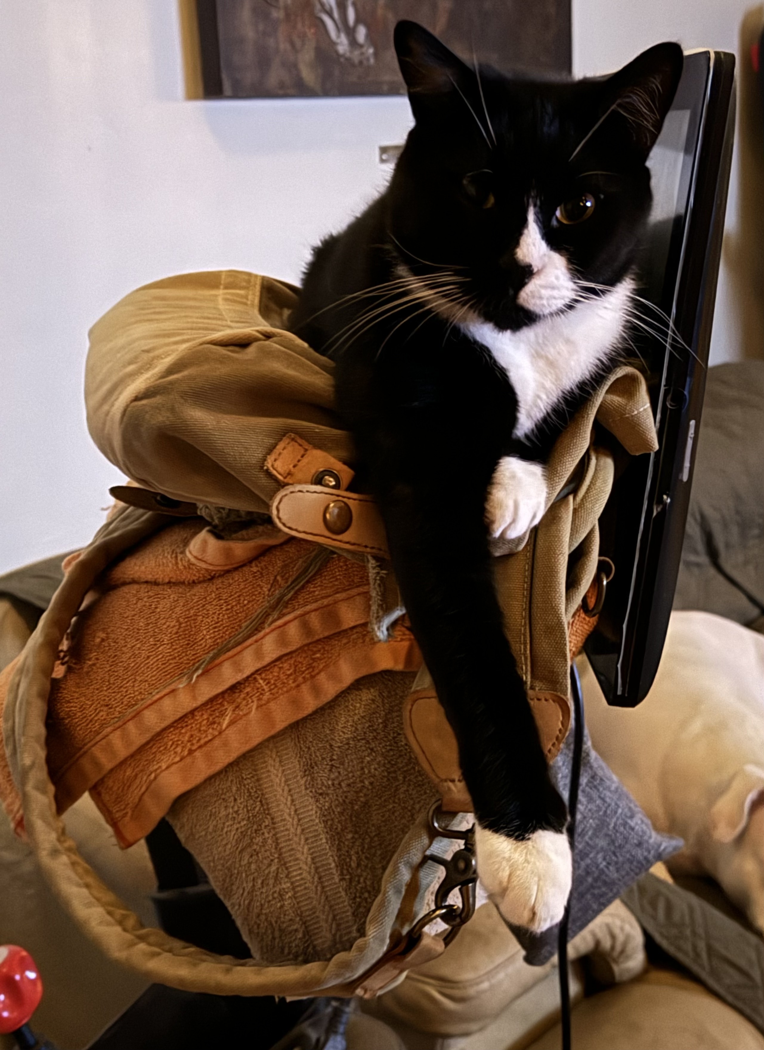 Sushi Noodles, a Adoptable Tuxedo in Lauderhill, FL image 1/7