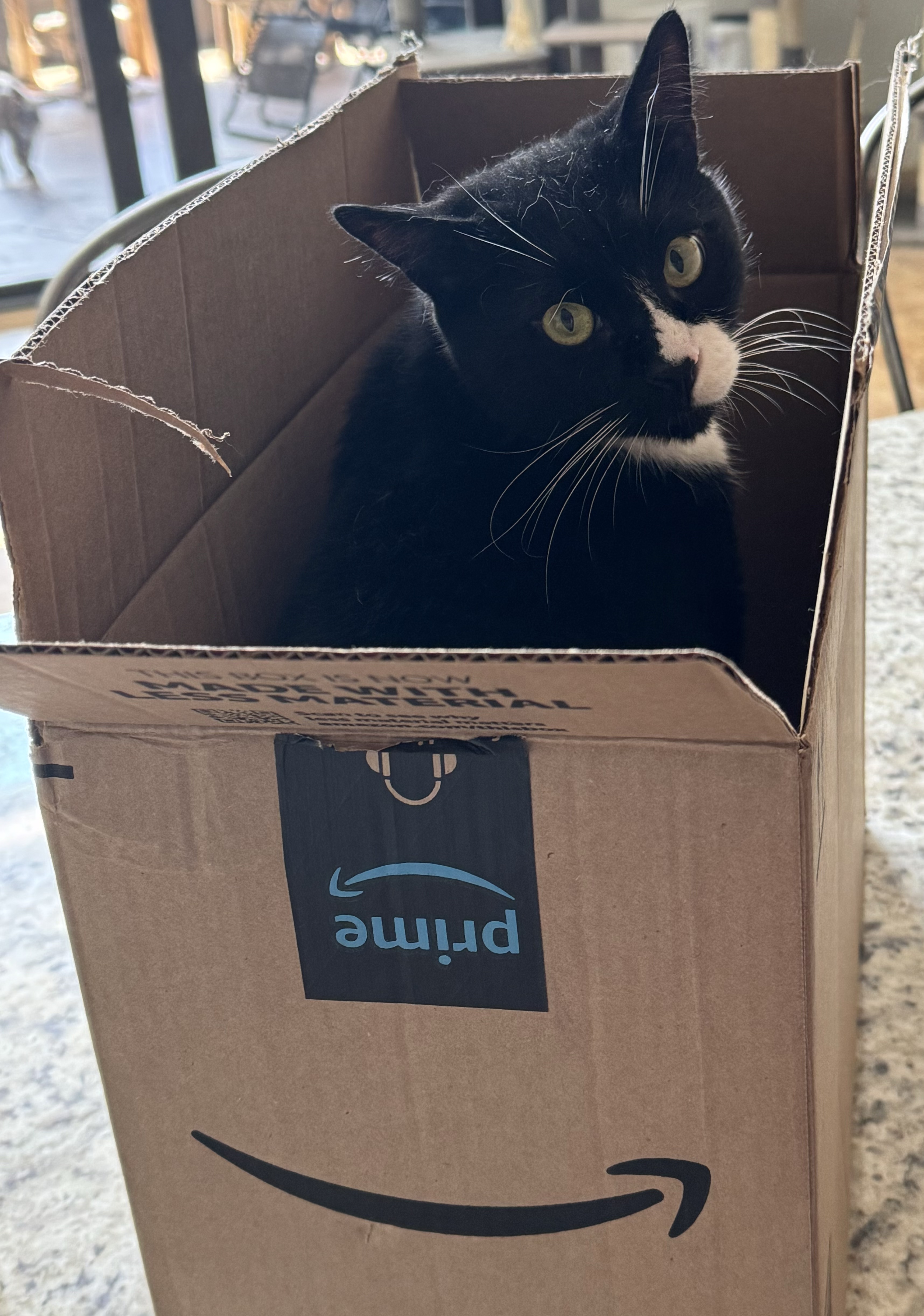 Sushi Noodles, a Adoptable Tuxedo in Lauderhill, FL image 2/7