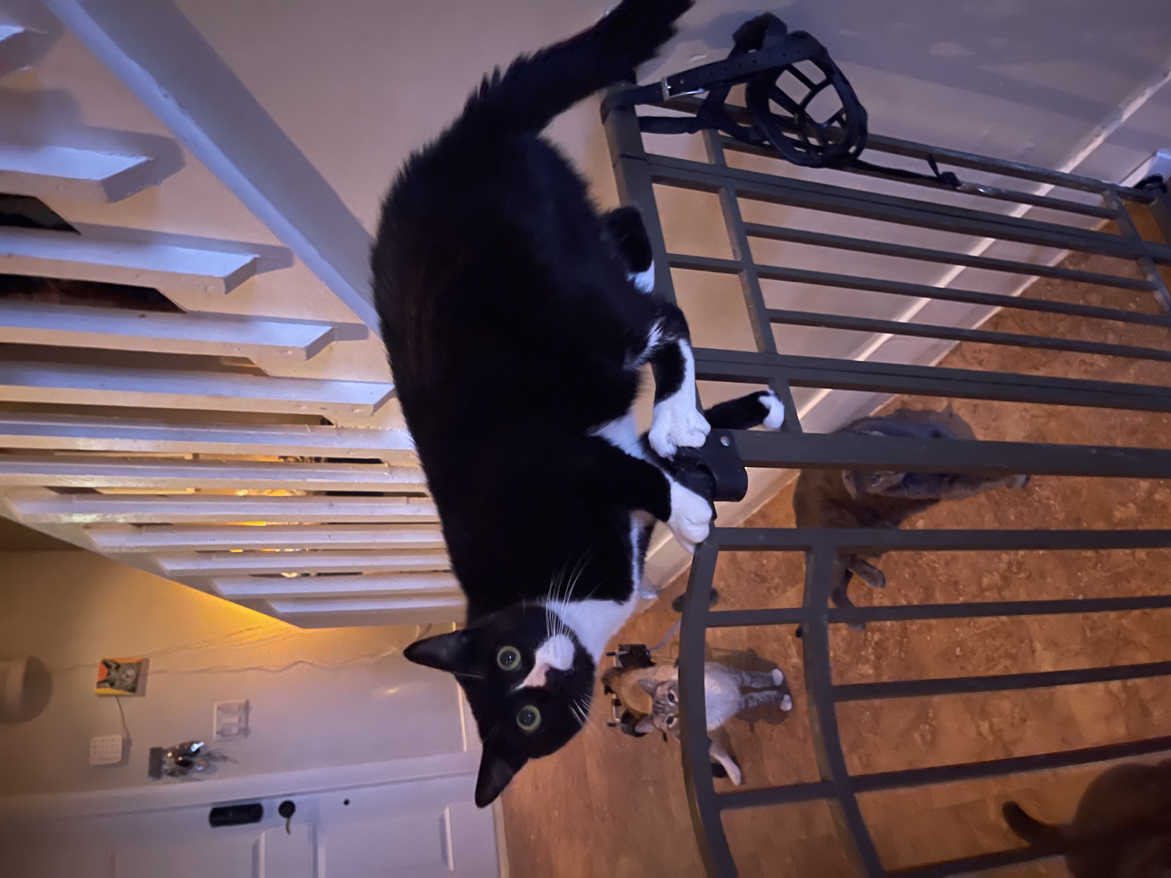 Sushi Noodles, a Adoptable Tuxedo in Lauderhill, FL image 3/7