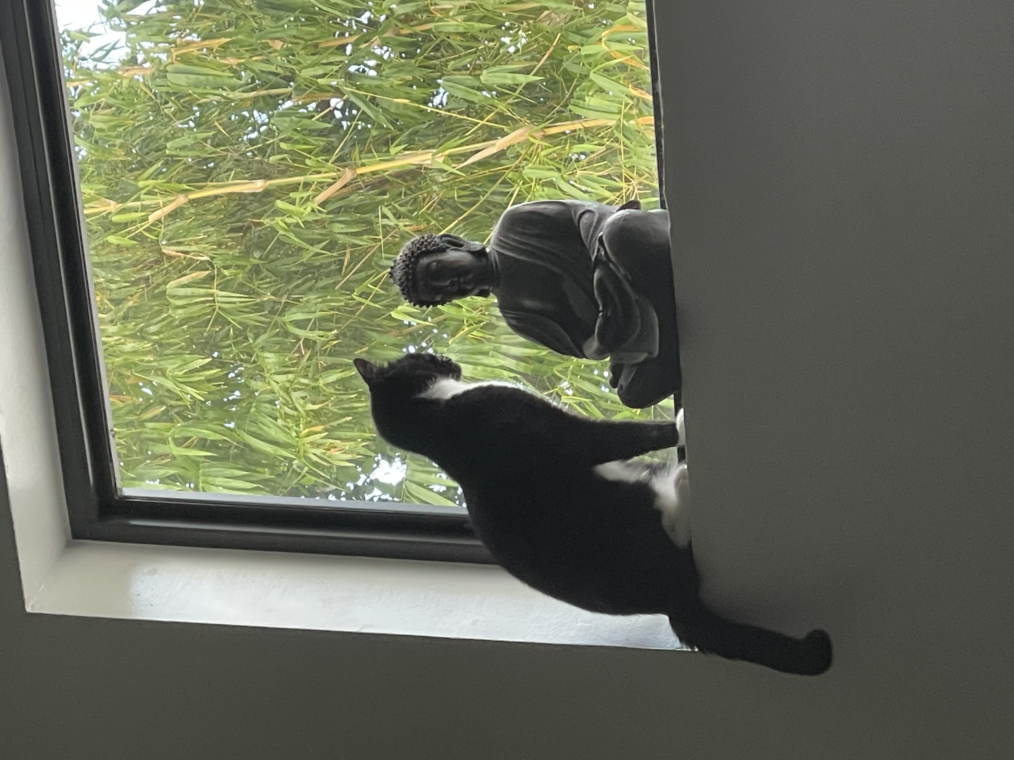 Sushi Noodles, a Adoptable Tuxedo in Lauderhill, FL image 4/7