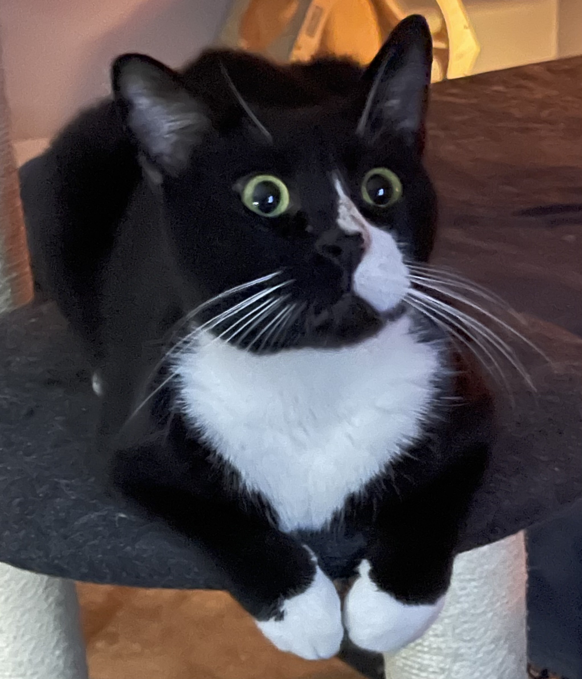 Sushi Noodles, a Adoptable Tuxedo in Lauderhill, FL image 5/7