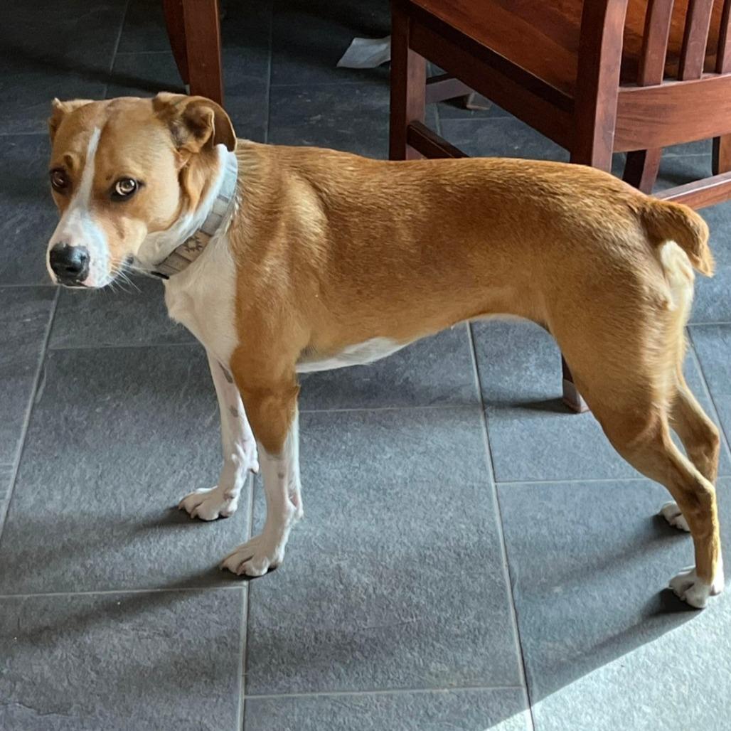 Enlarge Trudy, a Adoptable mixed breed in Idaho Falls, ID image 1/6