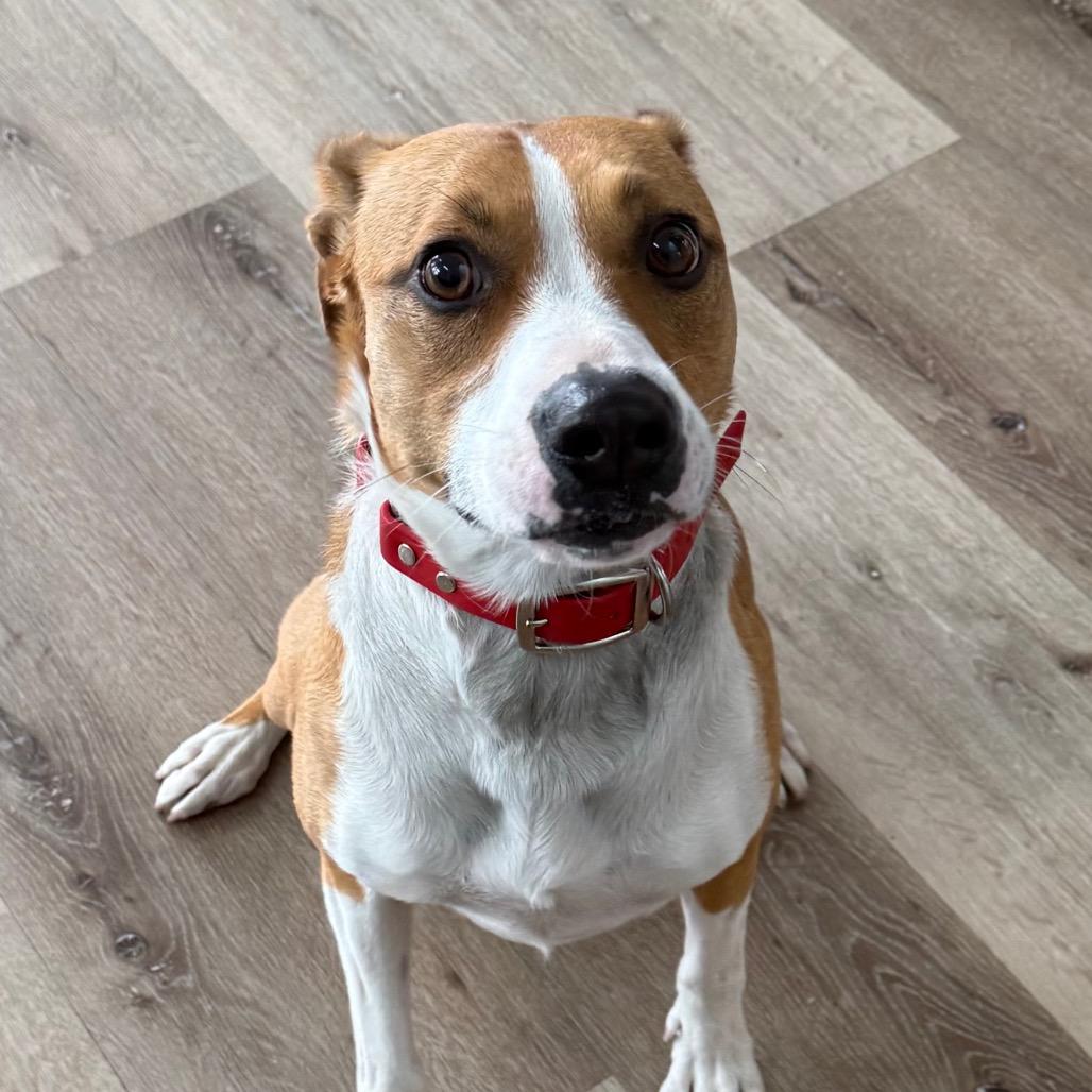 Trudy, Adoptable, Adult Female Cattle Dog & Pit Bull Terrier.