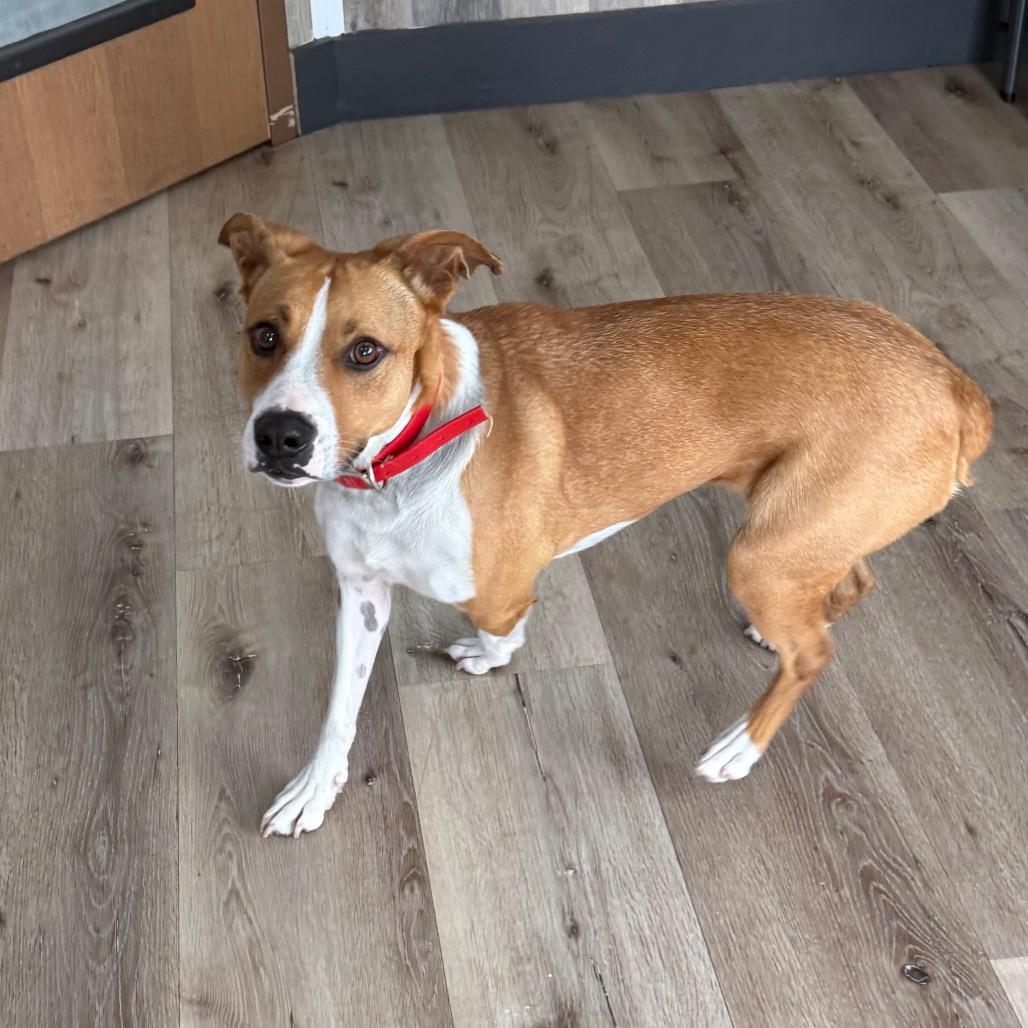 Enlarge Trudy, a Adoptable mixed breed in Idaho Falls, ID image 3/6