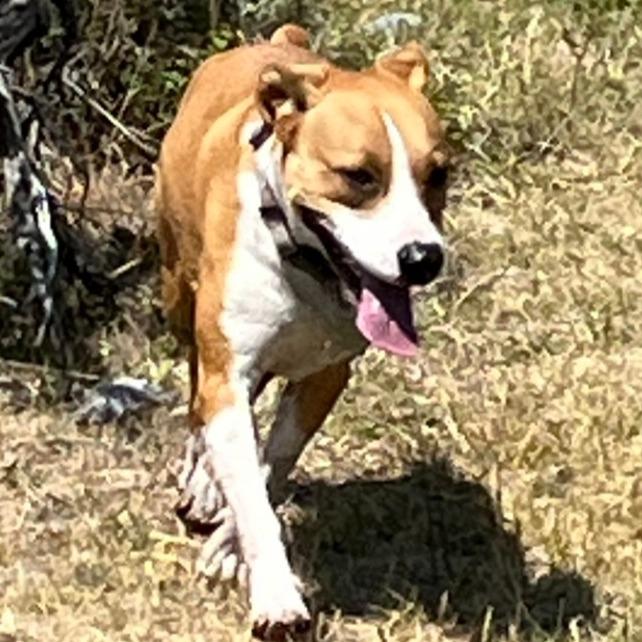 Enlarge Trudy, a Adoptable mixed breed in Idaho Falls, ID image 4/6