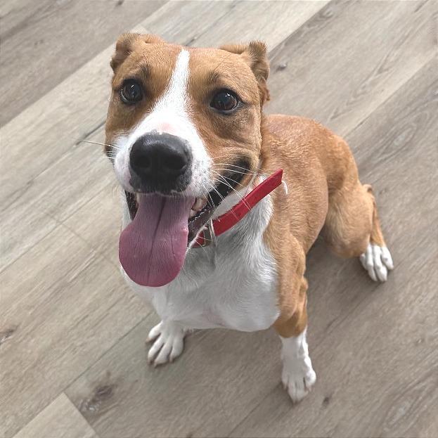 Enlarge Trudy, a Adoptable mixed breed in Idaho Falls, ID image 5/6