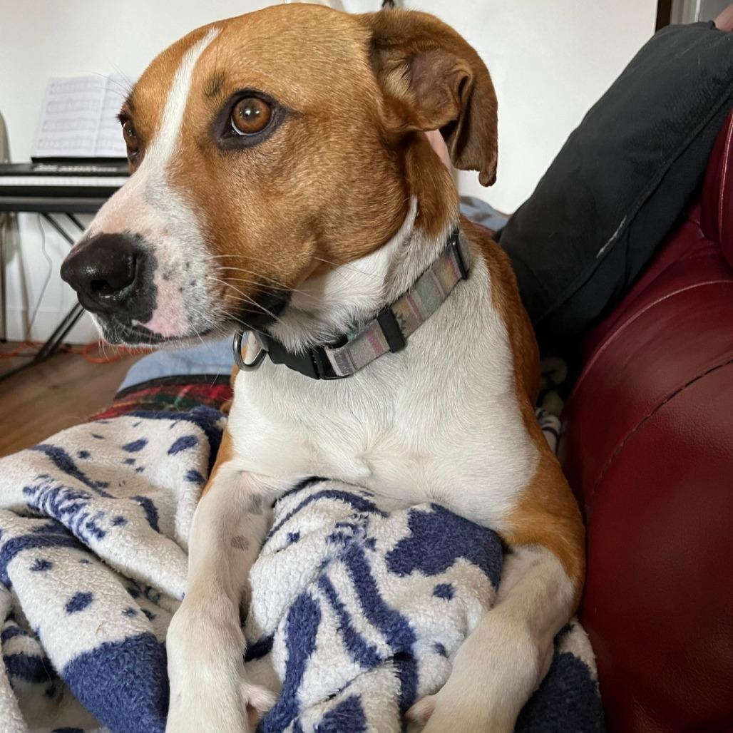 Enlarge Trudy, a Adoptable mixed breed in Idaho Falls, ID image 6/6