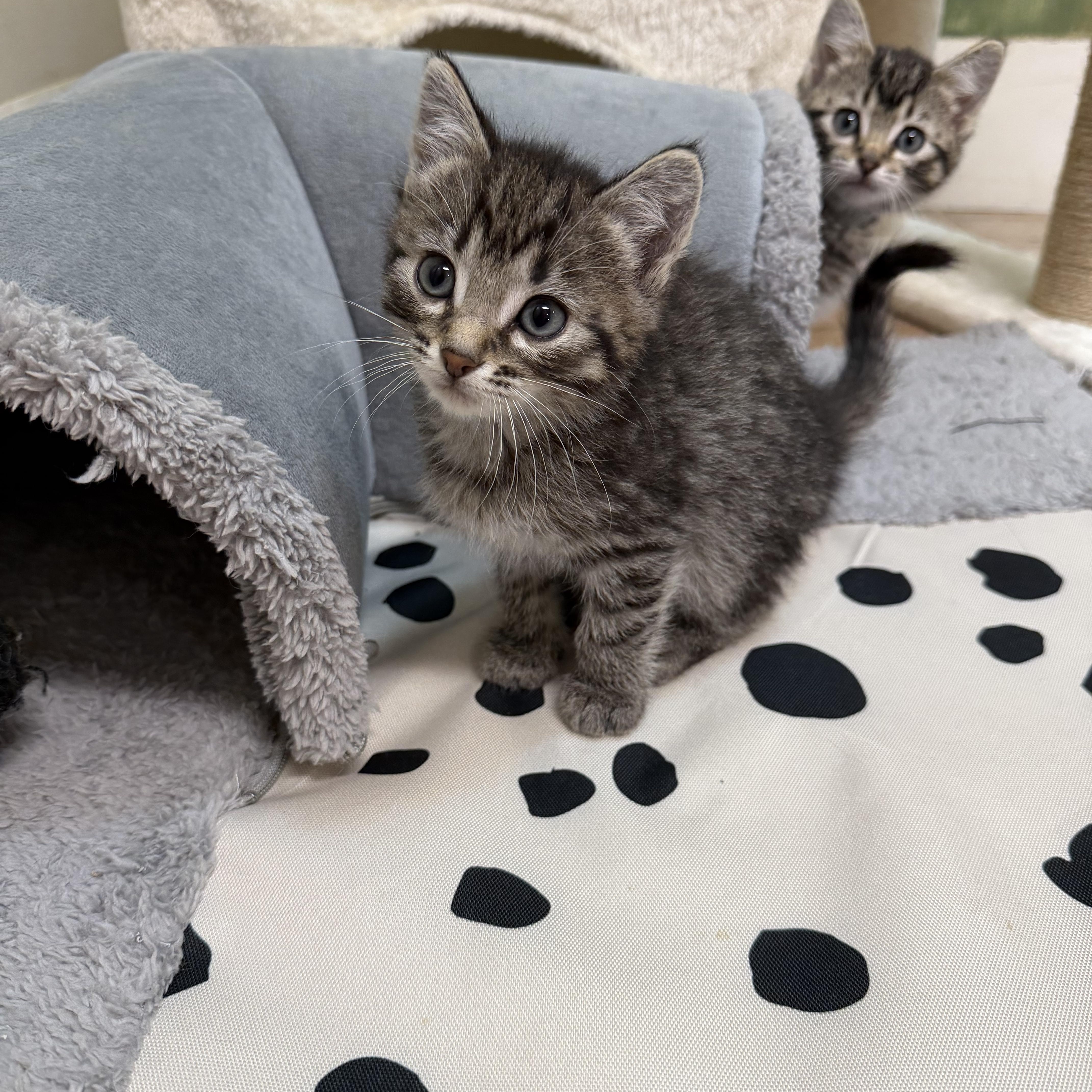 Peanut, ADOPTABLE, Kitten Male Domestic Short Hair.
