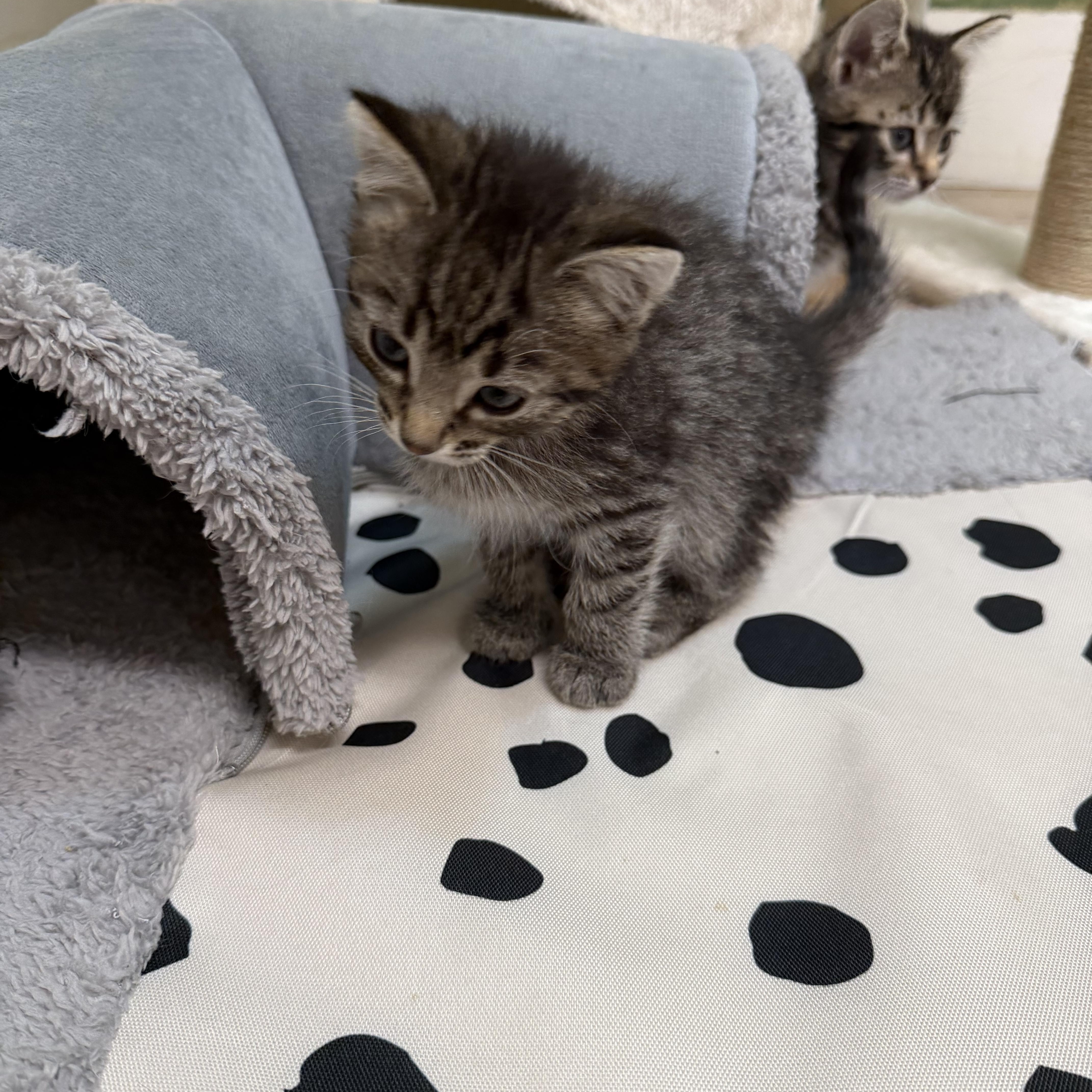 Enlarge Peanut, a ADOPTABLE Domestic Short Hair in Chisholm, MN image 2/2