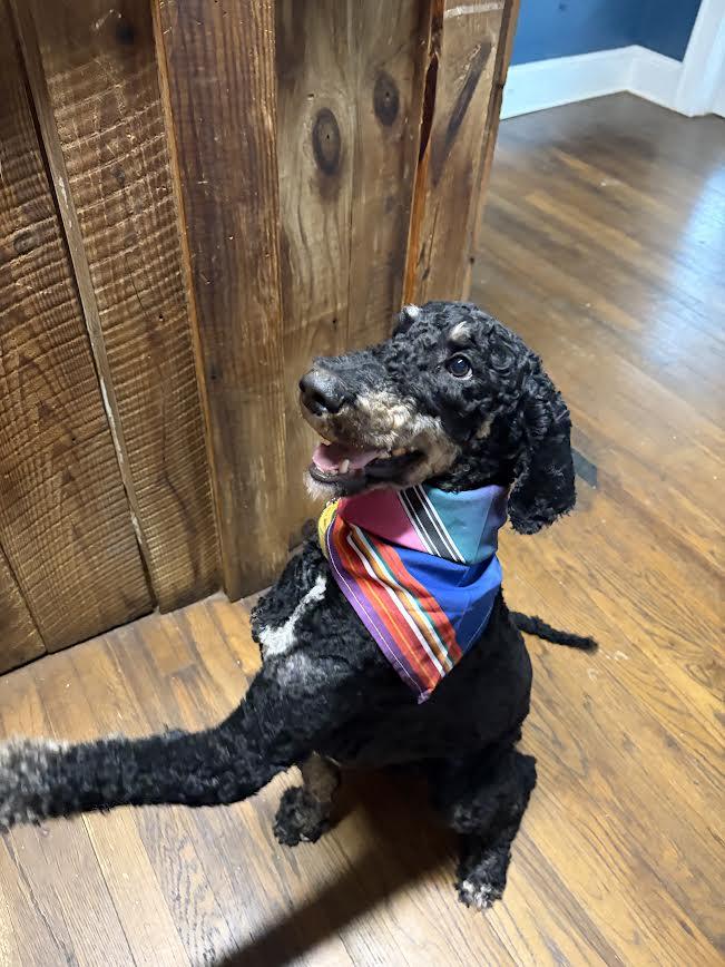 Enlarge Buzz, an adopted Poodle in Colbert, GA image 2/2