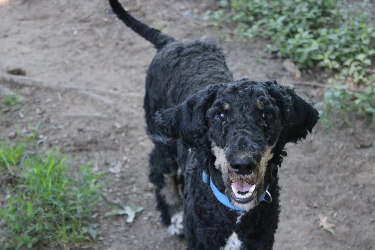Buzz, adopted, Young Male Poodle.