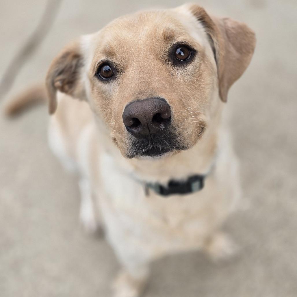 Aero, Adoptable, Adult Male Labrador Retriever & Basset Hound.
