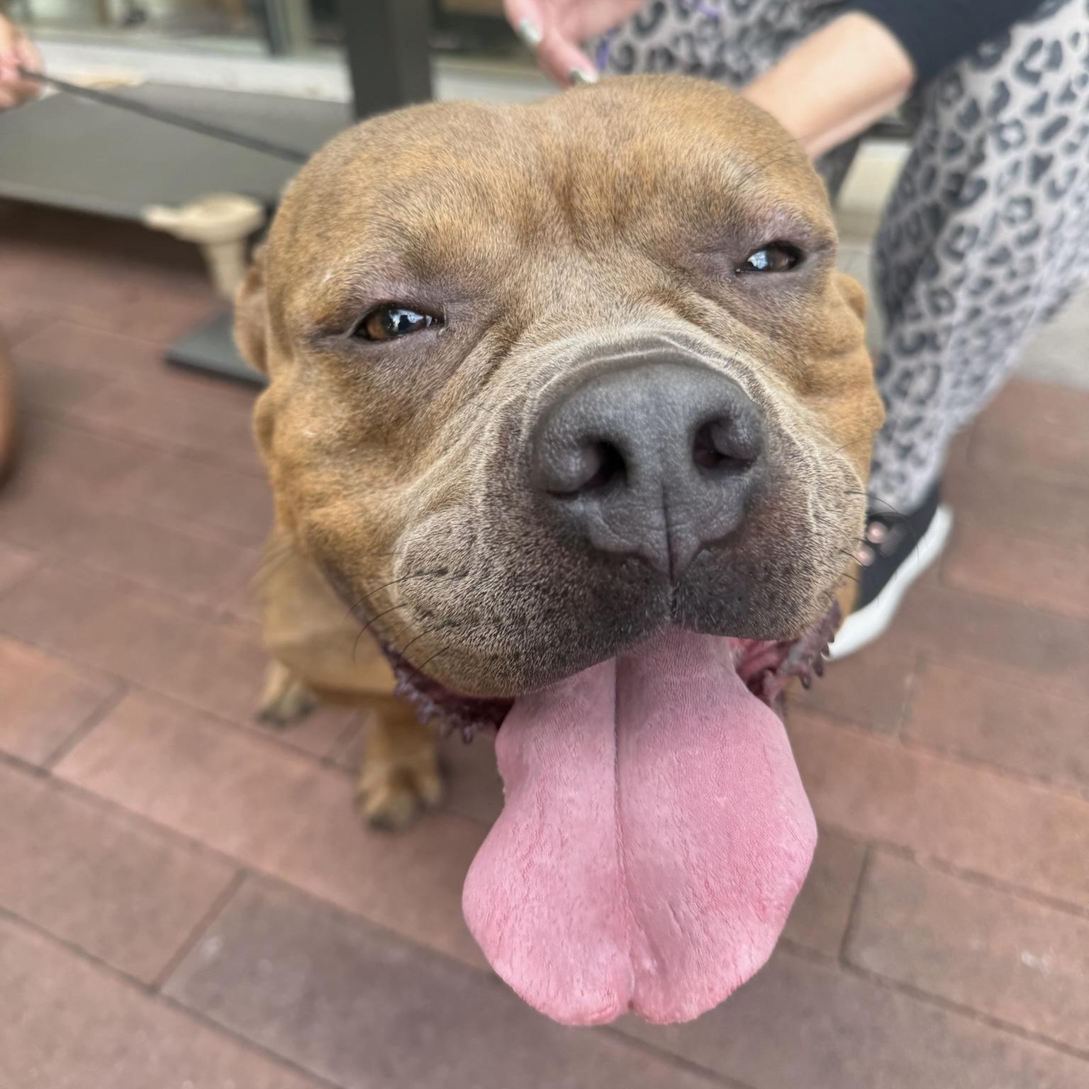 Enlarge Reese, a Adoptable mixed breed in Huntington Beach, CA image 5/6