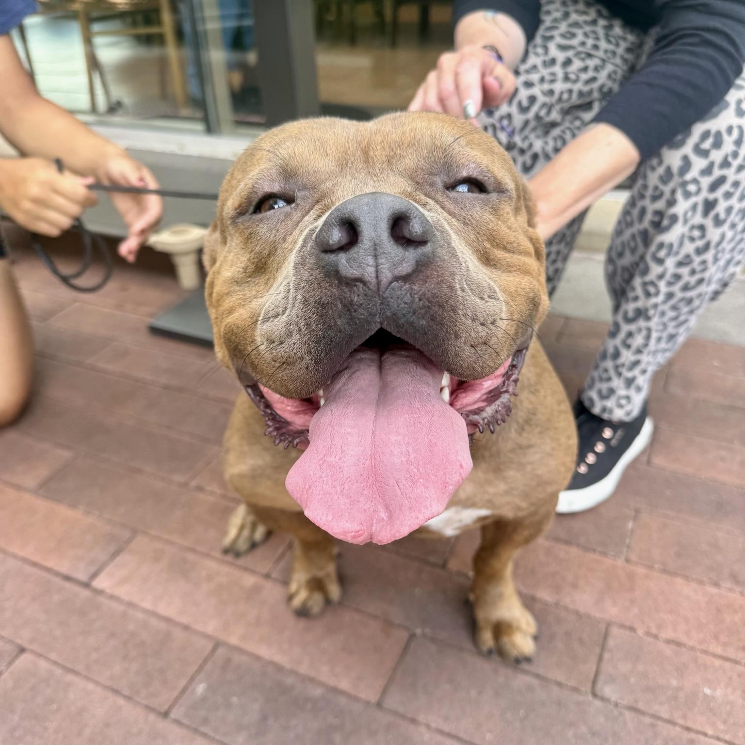 Enlarge Reese, a Adoptable mixed breed in Huntington Beach, CA image 1/6