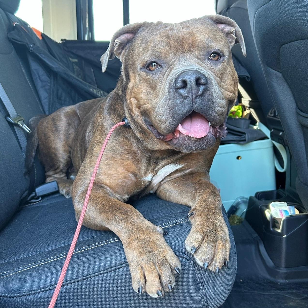 Enlarge Reese, a Adoptable mixed breed in Huntington Beach, CA image 2/6