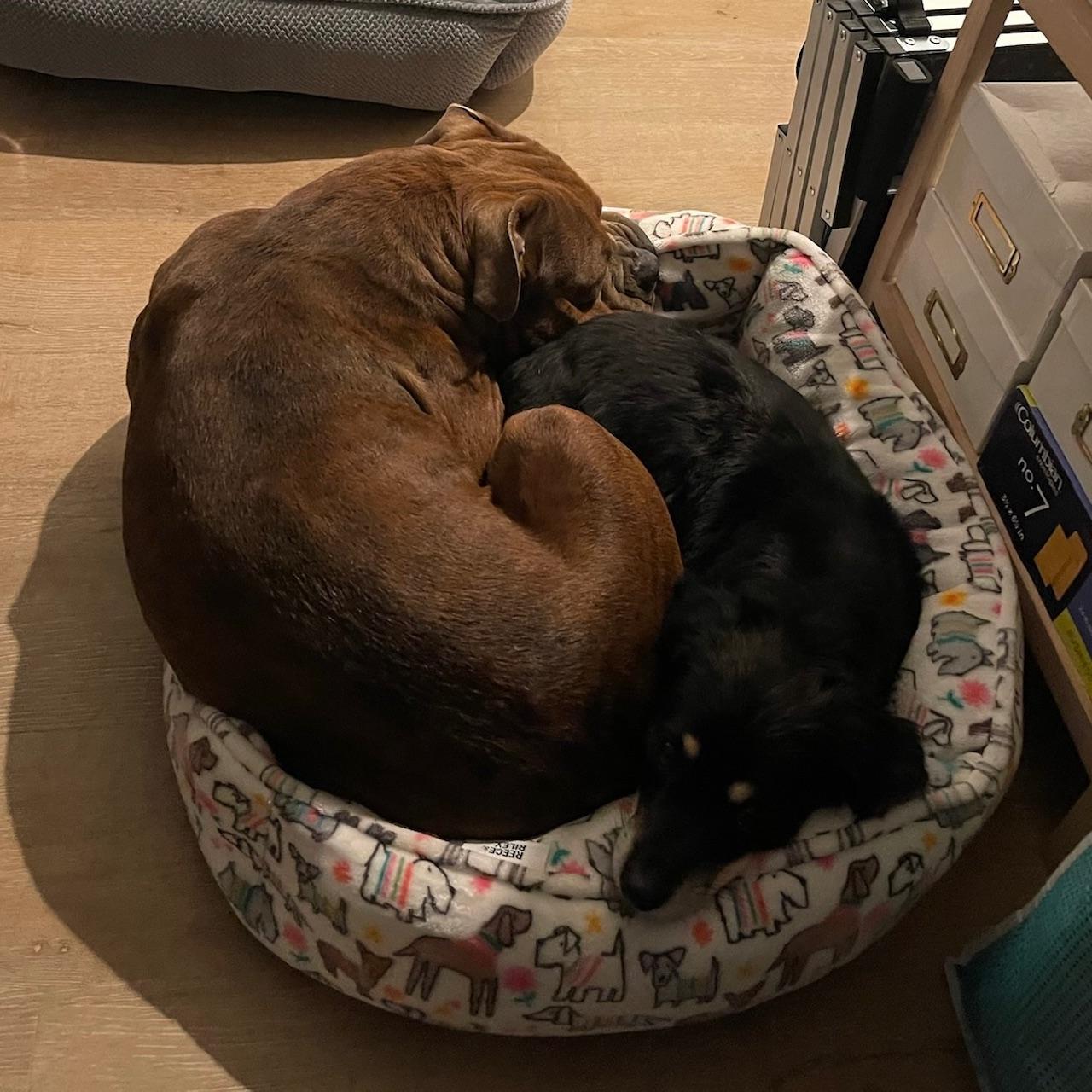 Enlarge Reese, a Adoptable mixed breed in Huntington Beach, CA image 5/6