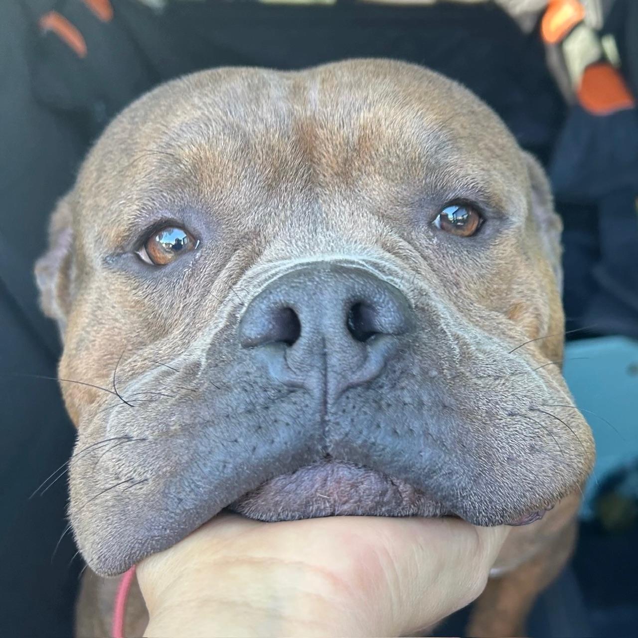 Enlarge Reese, a Adoptable mixed breed in Huntington Beach, CA image 1/6