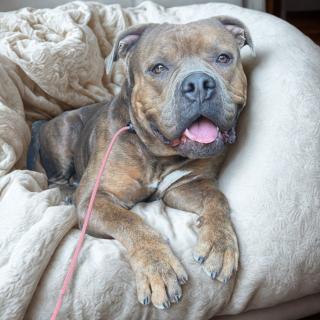 Enlarge Reese, a Adoptable mixed breed in Huntington Beach, CA image 6/6