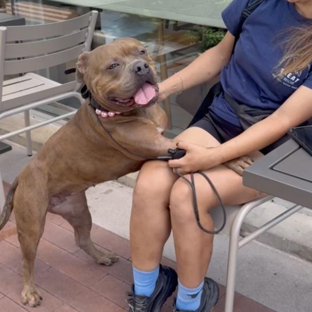 Enlarge Reese, a Adoptable mixed breed in Huntington Beach, CA image 3/6