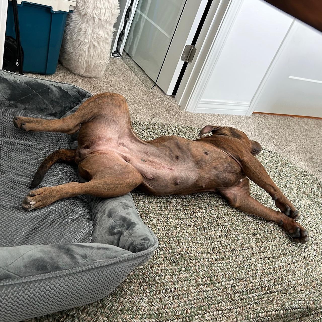 Enlarge Reese, a Adoptable mixed breed in Huntington Beach, CA image 6/6