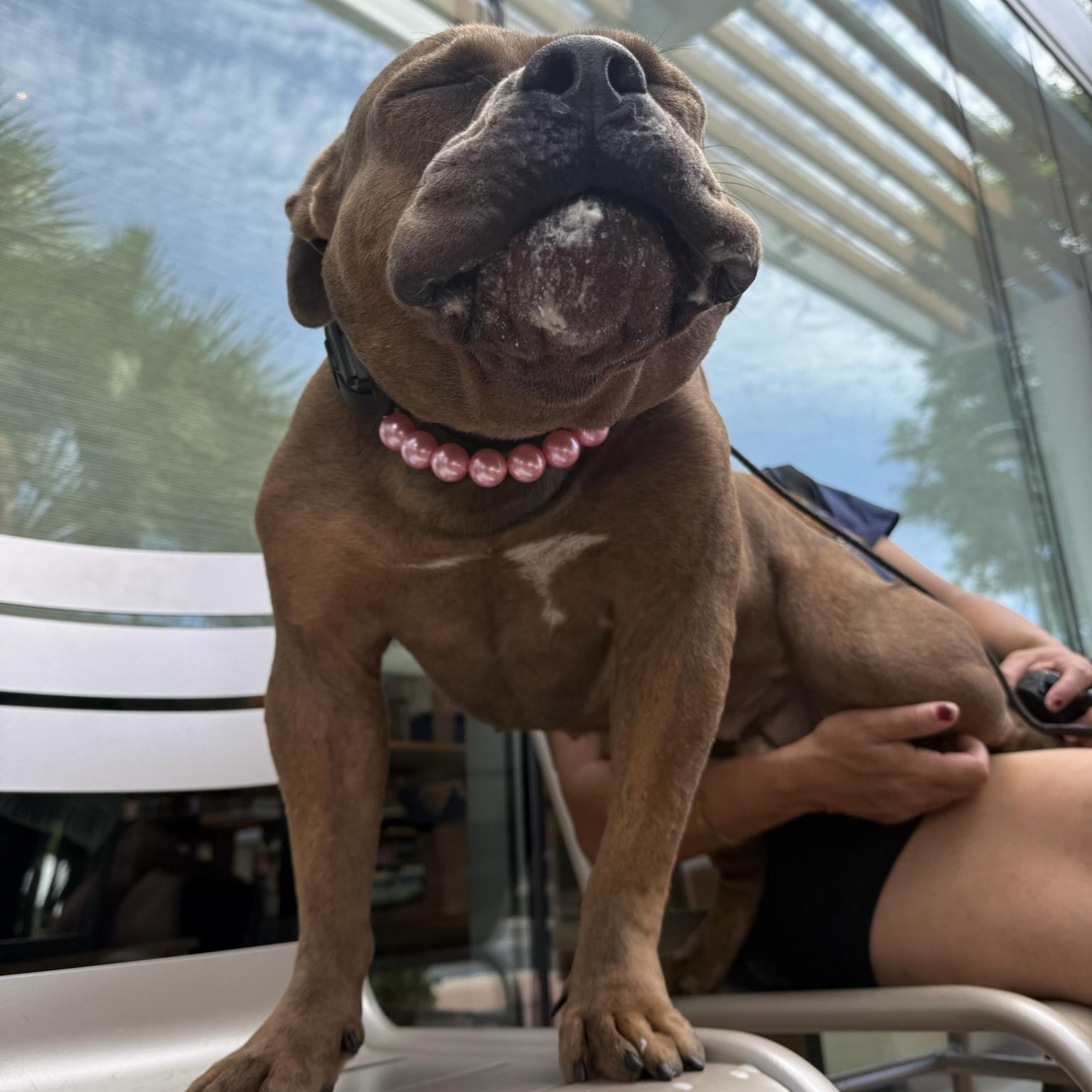 Enlarge Reese, a Adoptable mixed breed in Huntington Beach, CA image 2/6