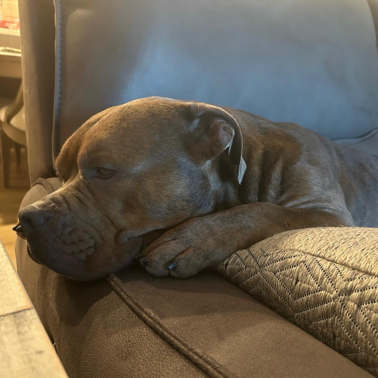 Enlarge Reese, a Adoptable mixed breed in Huntington Beach, CA image 4/6