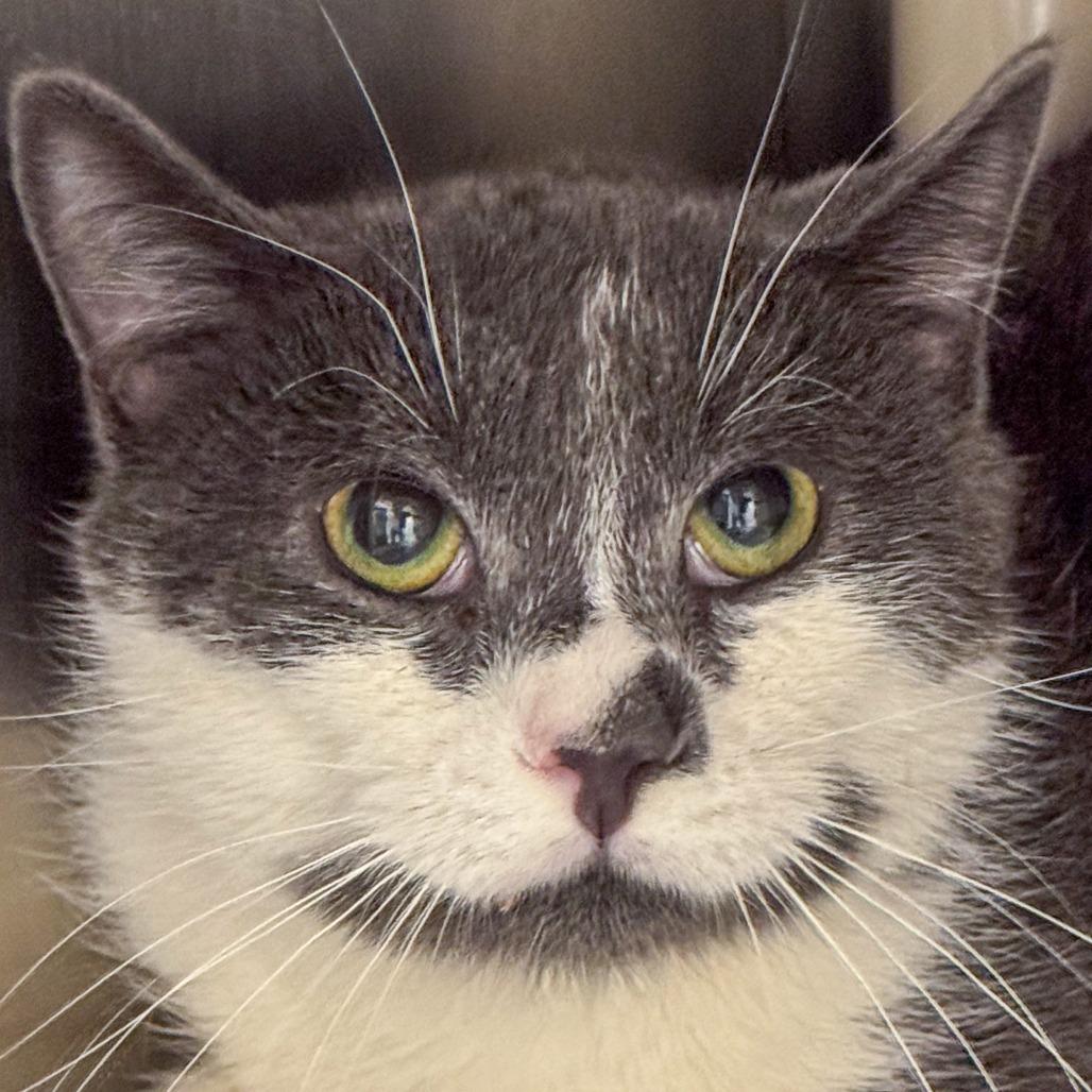 Enlarge Smudge, a Adoptable Domestic Short Hair in Kennebunk, ME image 2/2