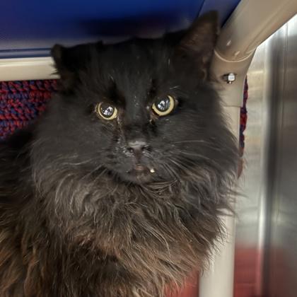 Scruffy, ADOPTABLE, Adult Male Domestic Long Hair.